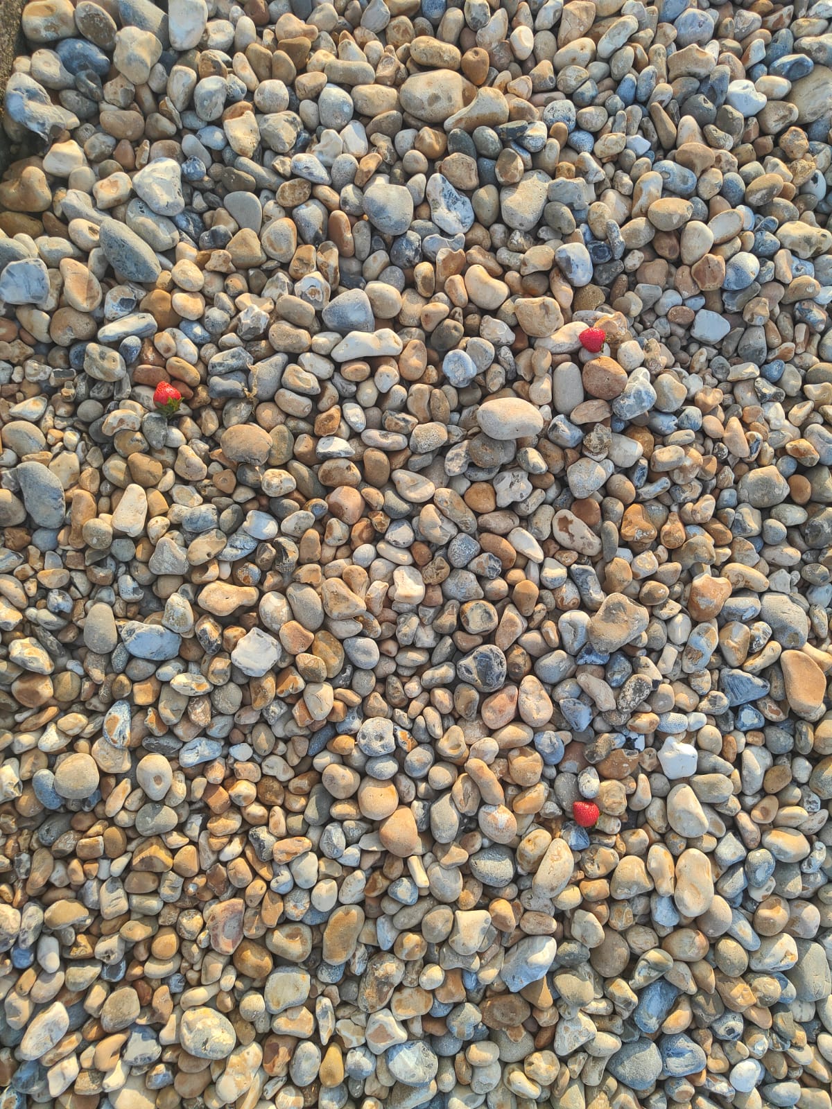 Sunlit pebble beach with wild strawberries between the stones